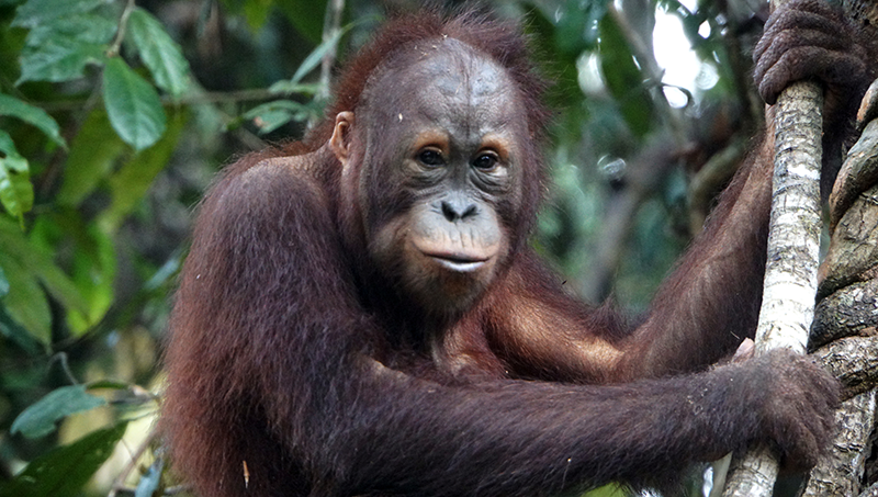 ORANG-UTAN FRANK: SPECIES PROTECTION FOR CLIMATE PROTECTION